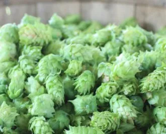 Smakskomponenter i øl' decoding='async' title='Pedagogiske verktøy