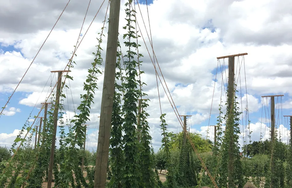 Bortgjemte Craft Breweries i Californias Central Valley' title='Bortgjemte Craft Breweries i Californias Central Valley