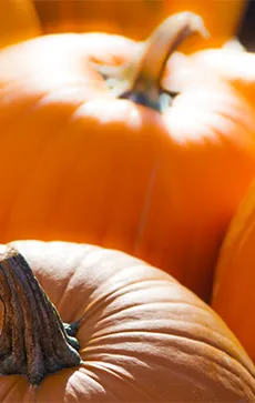 14 PumpCAN öl färsk från vinstocken