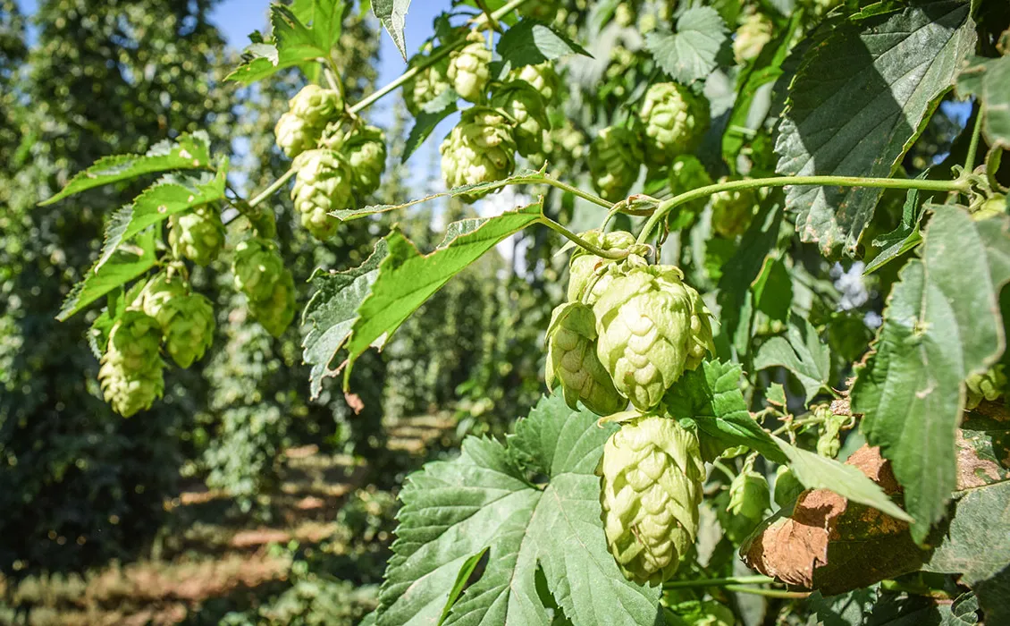 Detta Oregon Beer Spa kommer att förändra hur du känner om spa
