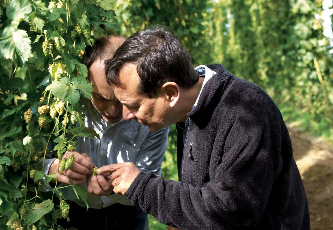 Jim Koch schaut zu und inspiziert Hopfen' title='Wie der Pilsner-Bierstil die Welt eroberte