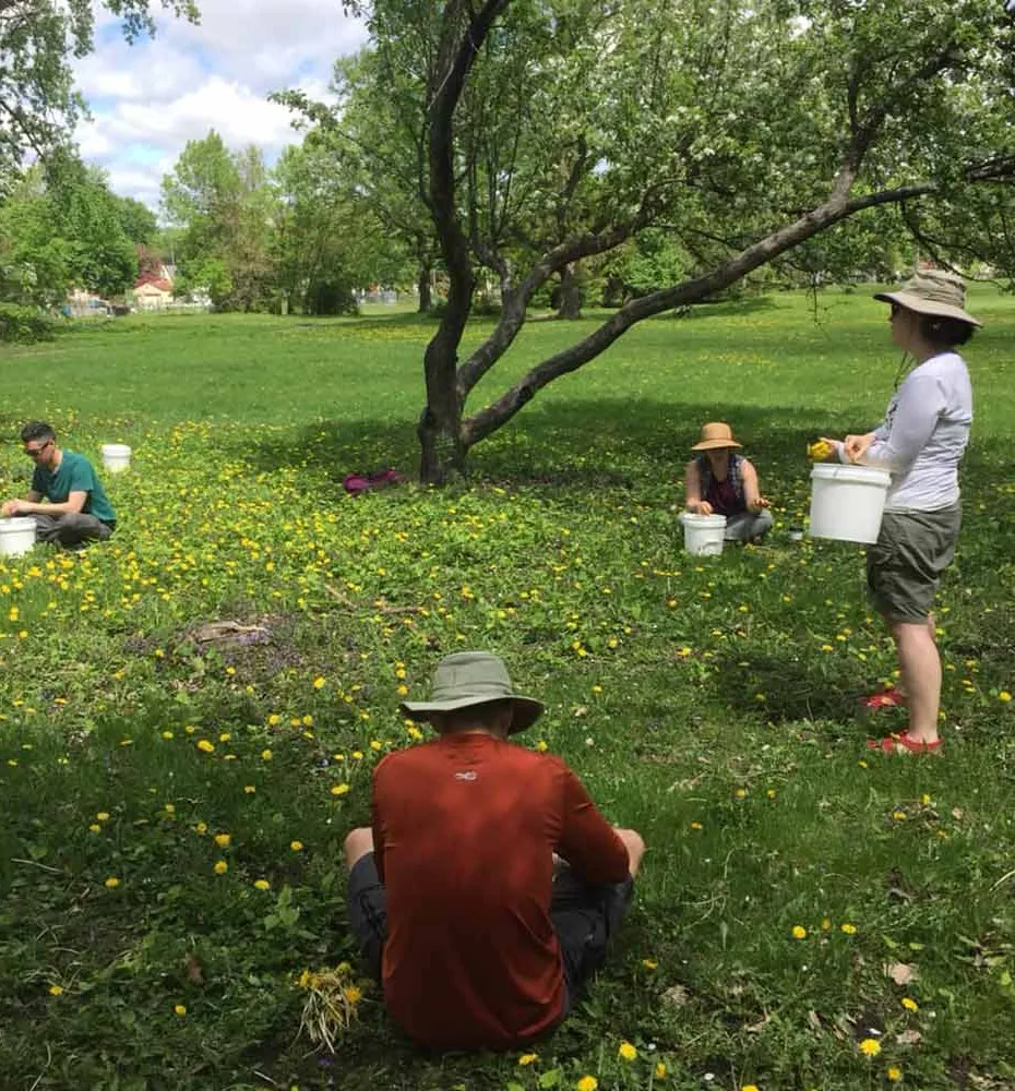 stedelijke foeragerende paardenbloemen' title='Out of the Woods: bier foerageren in stedelijke gebieden