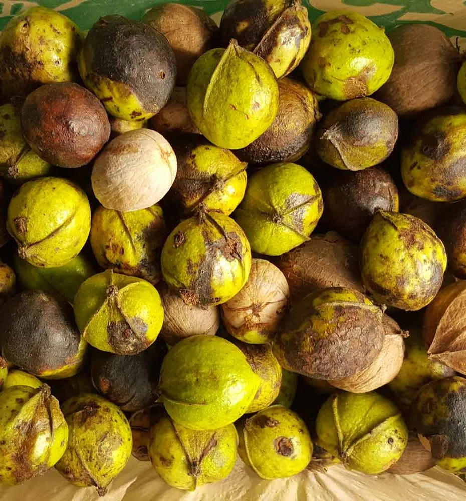 geoogste hickorynoten' title='Out of the Woods: bier foerageren in stedelijke gebieden