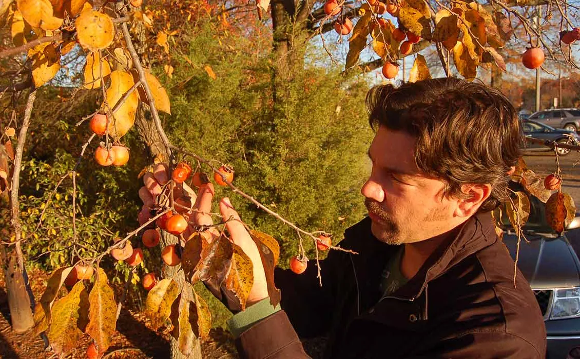 Out of the Woods: Ølforsøk i urbane områder