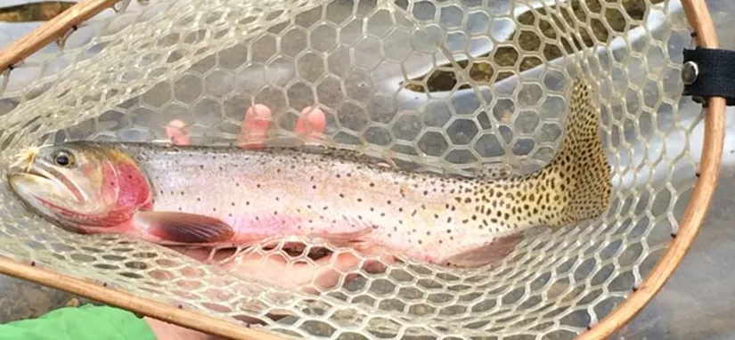 Fishtales ja Pale Ales' title='Colorado: Fish Tales ja Pale Ales