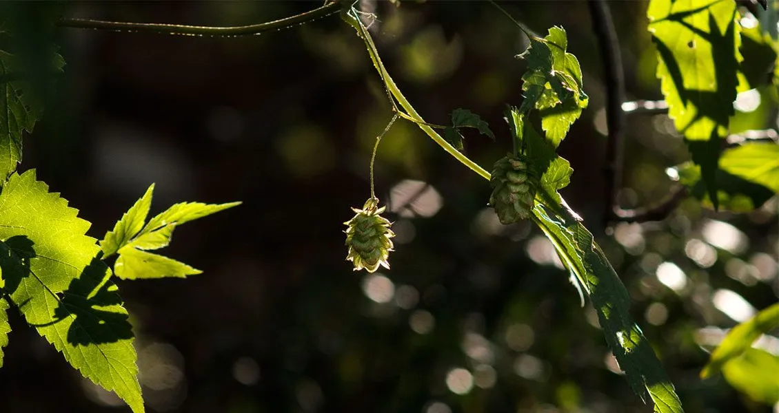 De precaire toekomst van wilde hop in het Amerikaanse Westen' title='De precaire toekomst van wilde hop in het Amerikaanse Westen