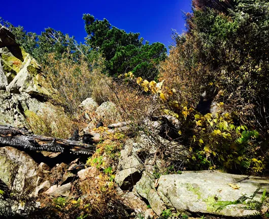 De precaire toekomst van wilde hop in het Amerikaanse Westen' title='De precaire toekomst van wilde hop in het Amerikaanse Westen