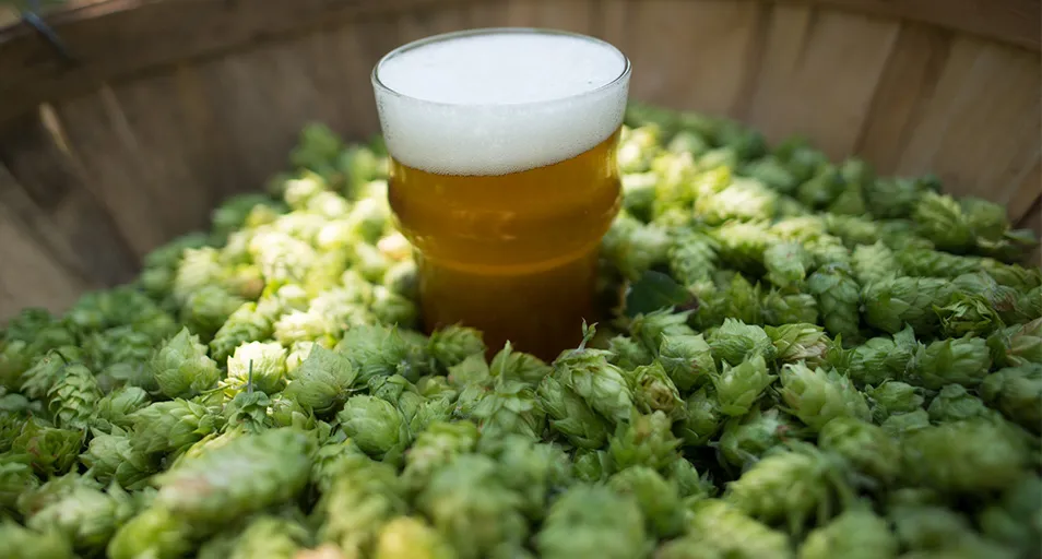 Miksi IPA on niin suosittu?