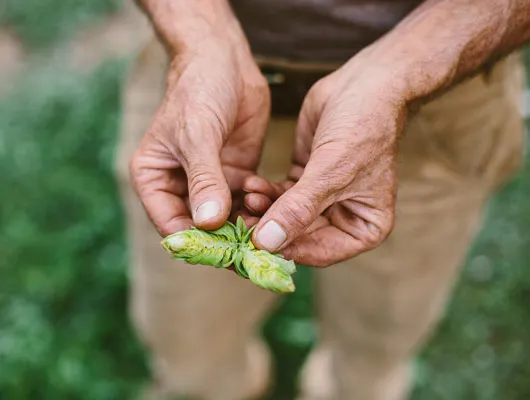 High Wire Hop: de Harvest Time Balancing Act' title='High Wire Hop: de Harvest Time Balancing Act