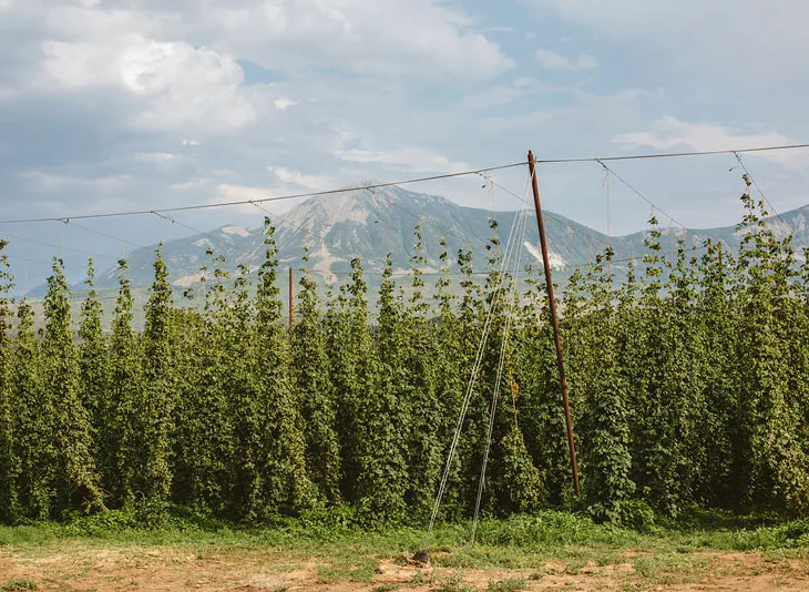 High Wire Hop: de Harvest Time Balancing Act' title='High Wire Hop: de Harvest Time Balancing Act