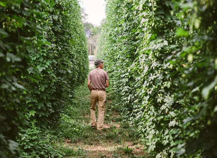 High Wire Hop: de Harvest Time Balancing Act' title='High Wire Hop: de Harvest Time Balancing Act