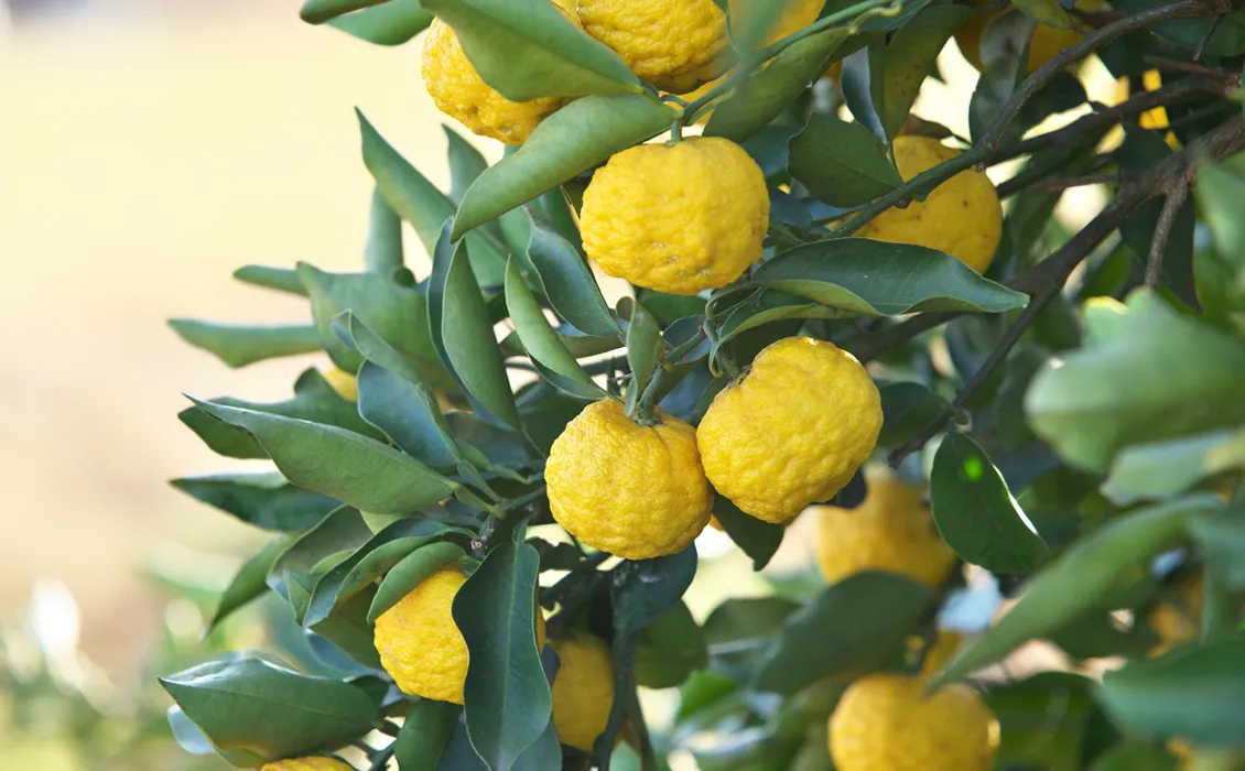 유자 맥주의 여름: 사라지기 전에 시도해 봐야 할 9가지