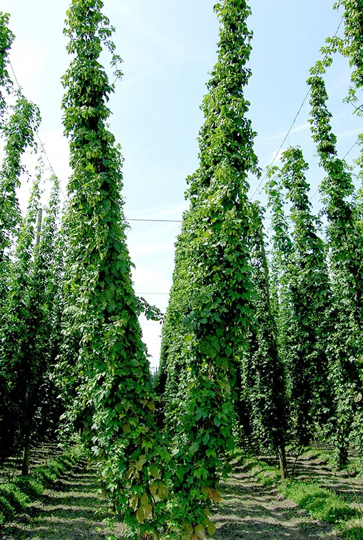 Houblon Bines' title='Naissance d'un houblon