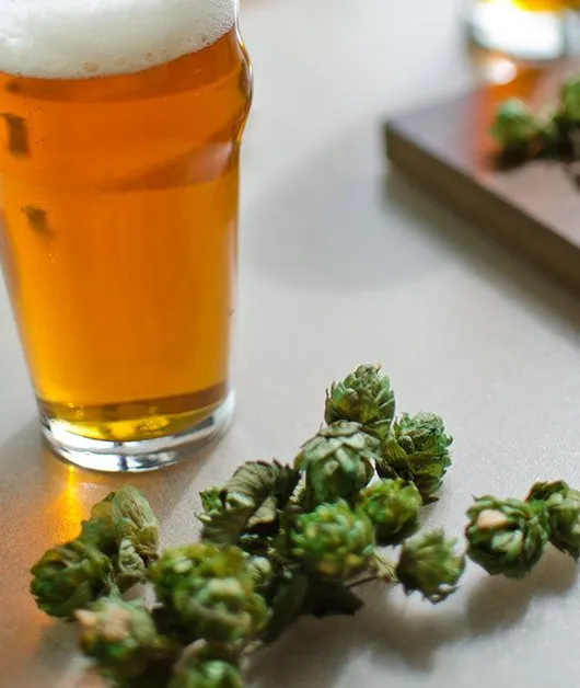 Naissance d'un houblon