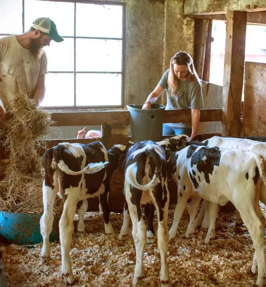 stenko bryggeri kor' title='Boskap och lager: Bryggerier ökar djurens och jordbrukets medvetenhet