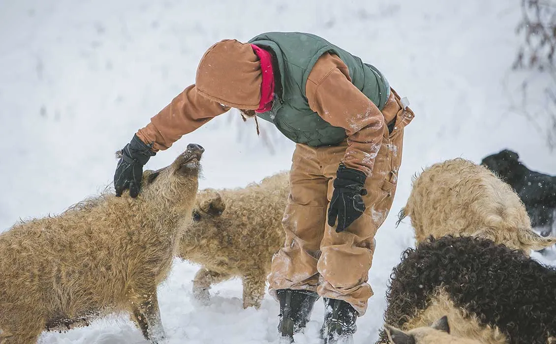 ullig grisbryggning ohio' title='Boskap och lager: Bryggerier ökar djurens och jordbrukets medvetenhet