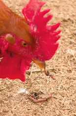 Bærekraftig bruk av brukt korn' title='Bærekraftig bruk av brukt korn