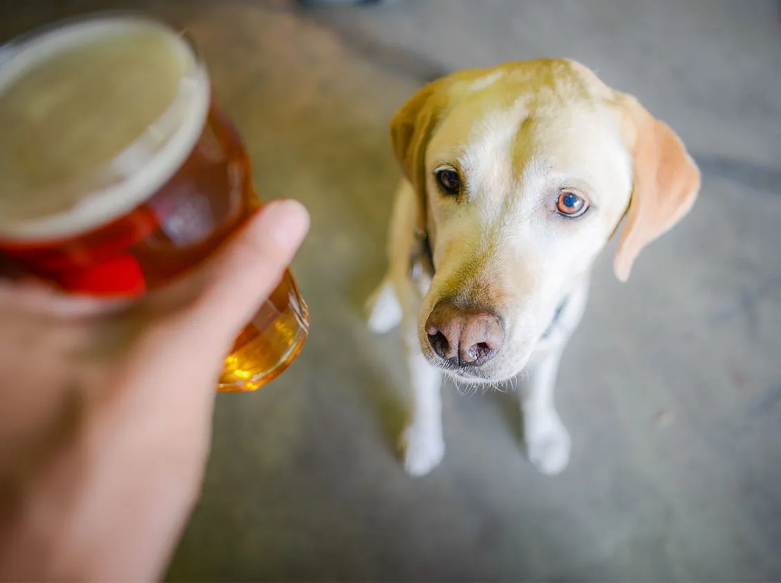 Pitäisikö sinun viedä koirasi panimoihin?