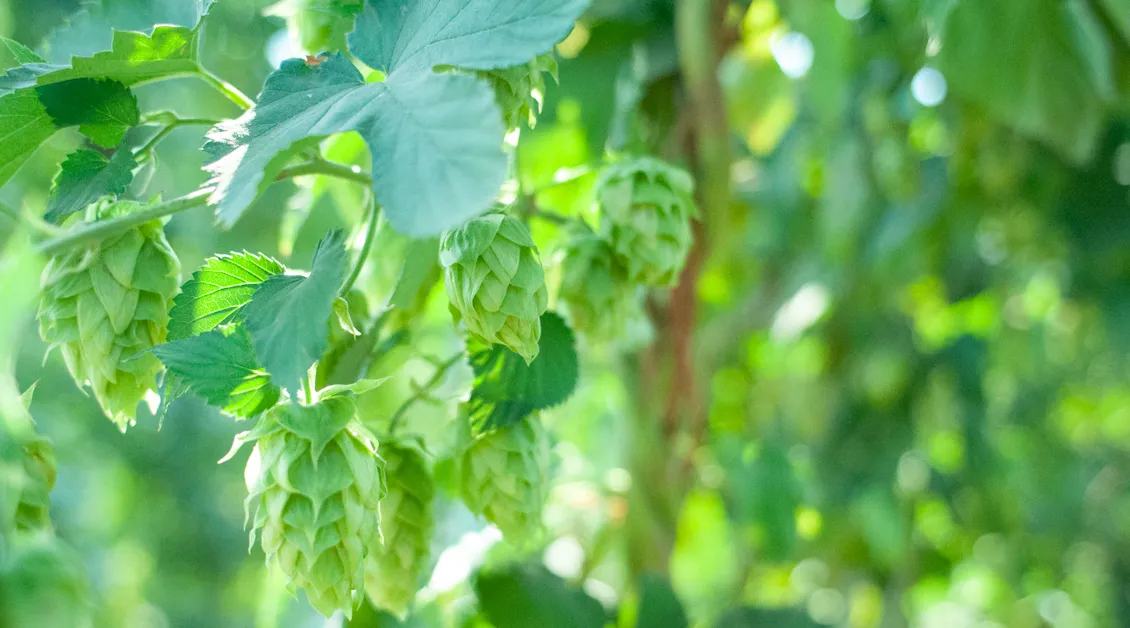 Craft Hop kasvaa Yhdysvalloissa