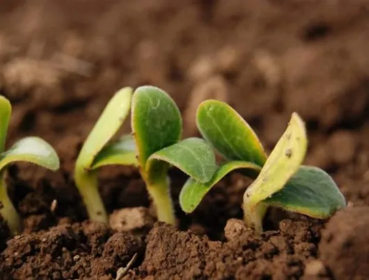 szélhámos gazdaságok álma tökcsíra-május-2015' title='Farm sörfőzdék: Amikor a helyi saját kertet jelent