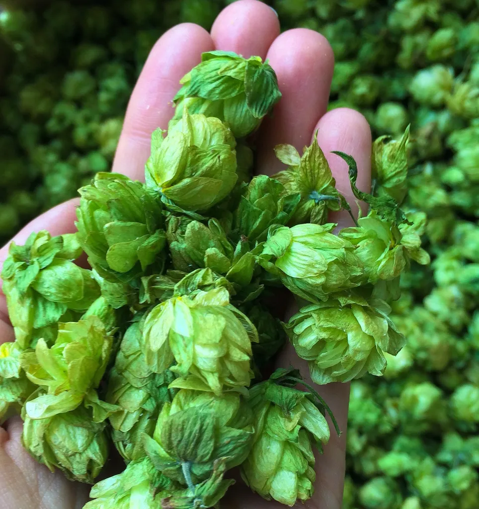 12 single-hop øl til at teste din smag