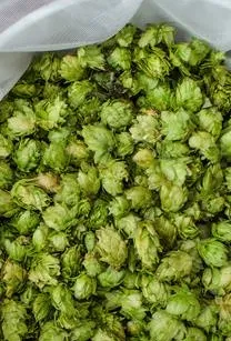 Feltörekvő komlófajták: nyilvános, tervező és helyi