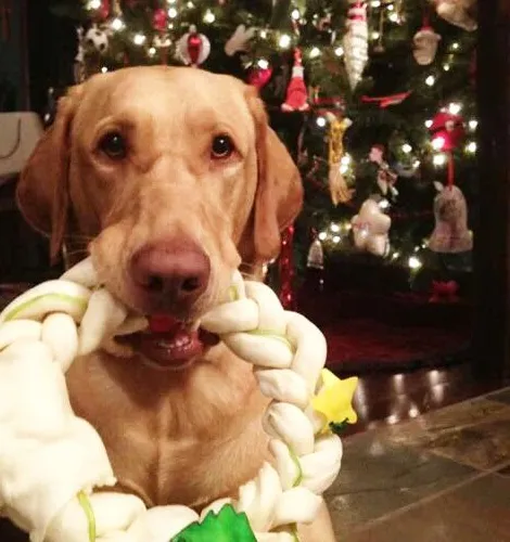 Régi kutya, új ajándékok: kézműves sör témájú kutyusajándékkalauz