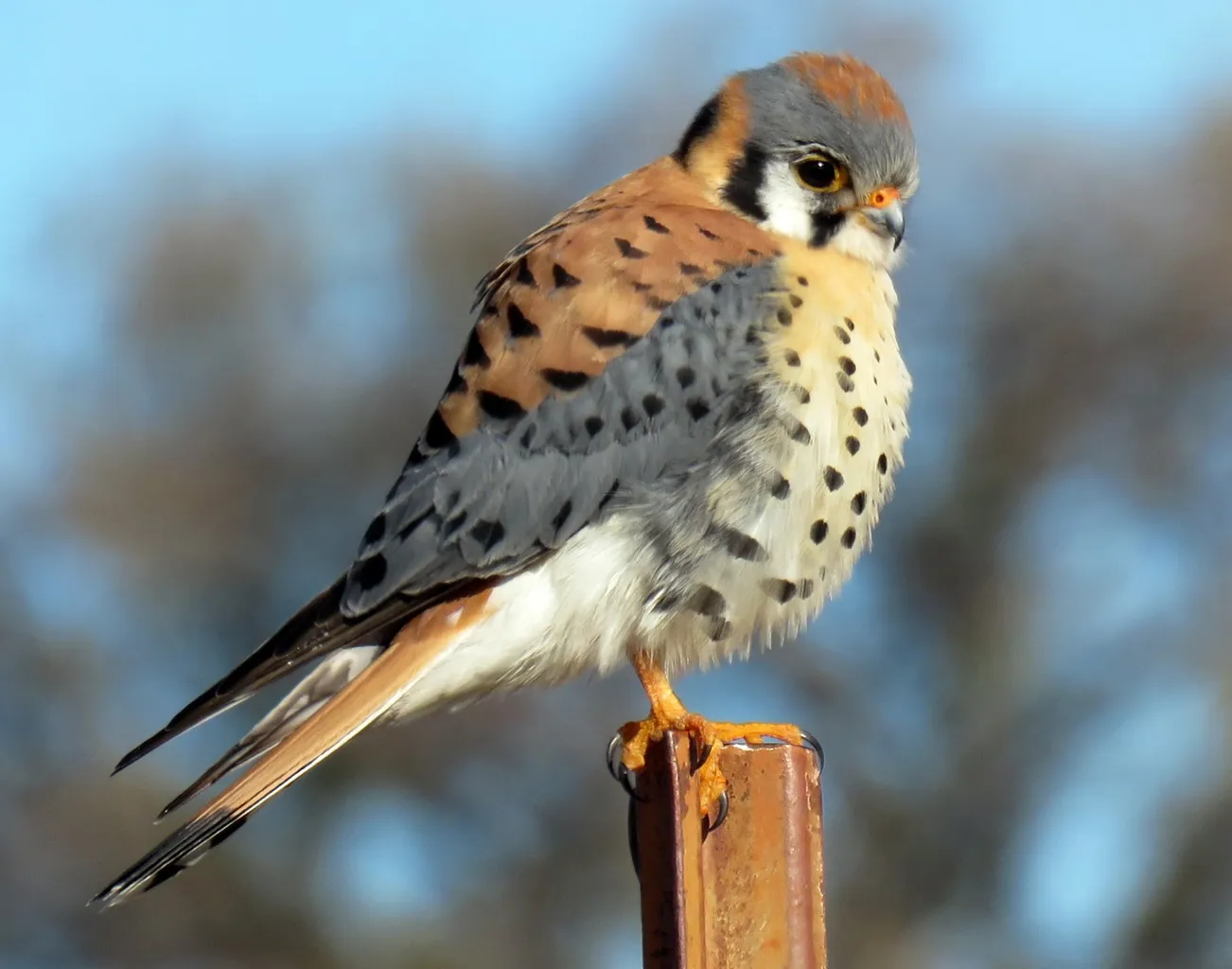 A Colorado Brewery izgatottan várja a Falcon Hatchlings-t' title='A Colorado Brewery izgatottan várja a Falcon Hatchlings-t