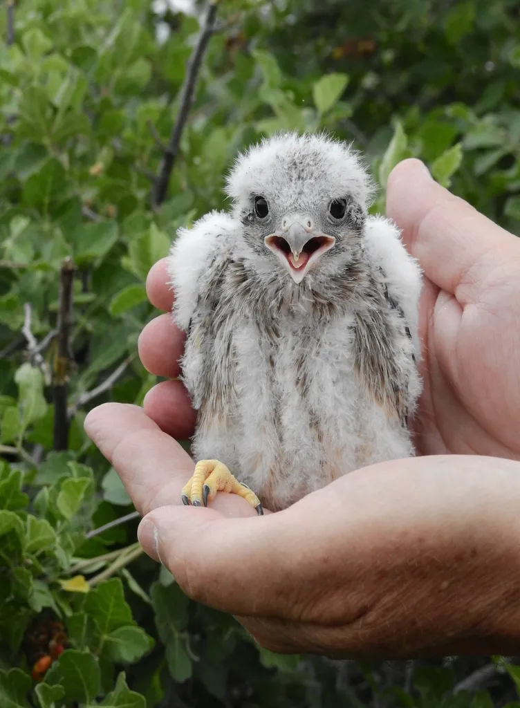 A Colorado Brewery izgatottan várja a Falcon Hatchlings-t' title='A Colorado Brewery izgatottan várja a Falcon Hatchlings-t