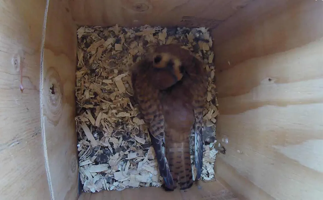 A Colorado Brewery izgatottan várja a Falcon Hatchlings-t