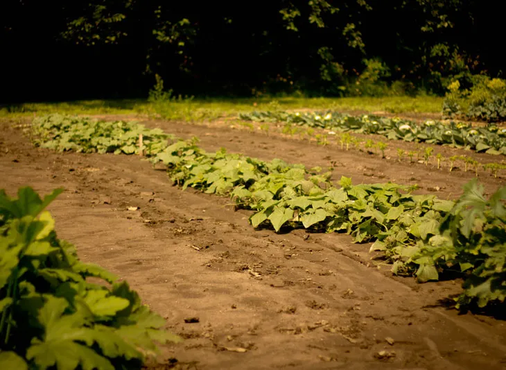 Inngrodd bryggeri sår organisk tankesett og høster belønninger' title='Inngrodd bryggeri sår organisk tankesett og høster belønninger