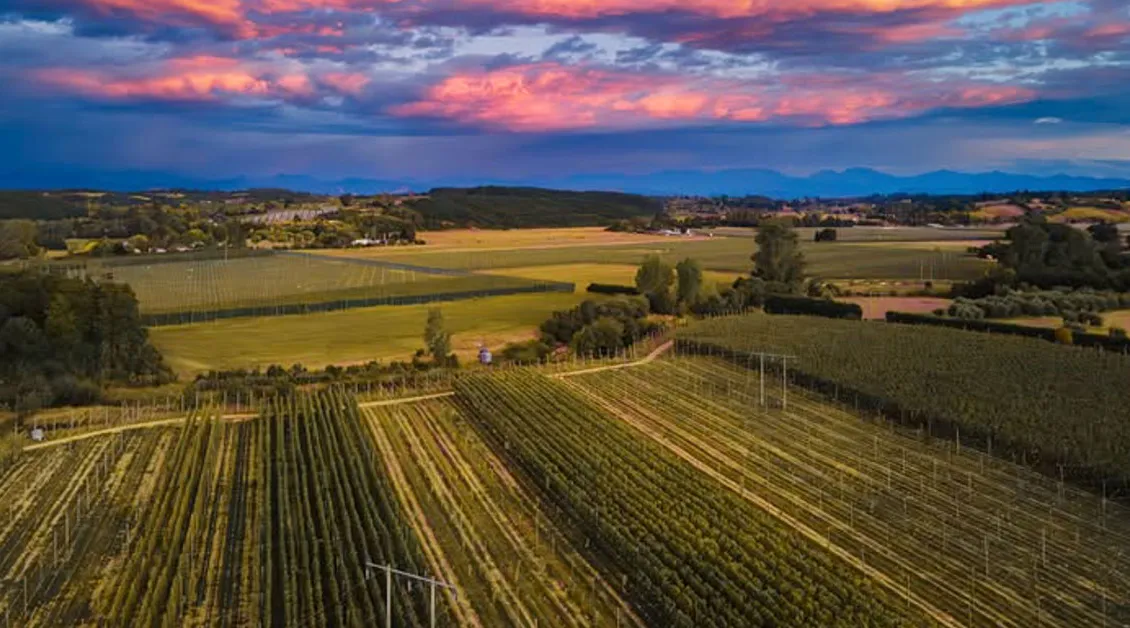 Hopfenfeld unter dramatischem Himmel' title='Erschließung des neuseeländischen Hopfen-Terroirs