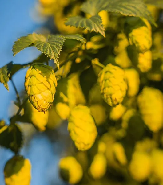 Nahaufnahme der australischen Hopfenpflanze' title='Erschließung des neuseeländischen Hopfen-Terroirs