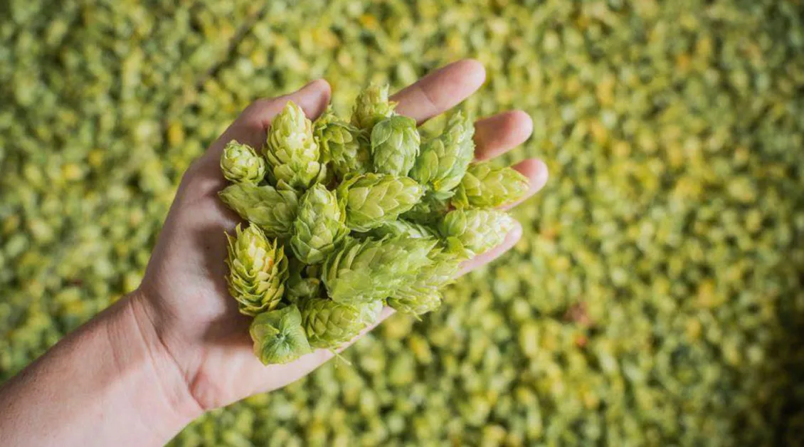 Erschließung des neuseeländischen Hopfen-Terroirs