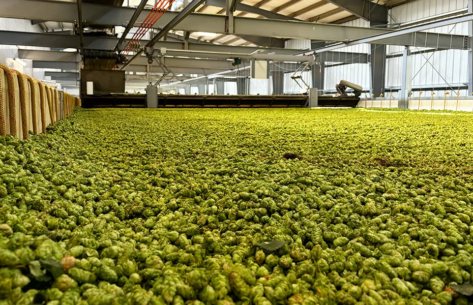 Frischer Hopfen im Lager' title='Tacos