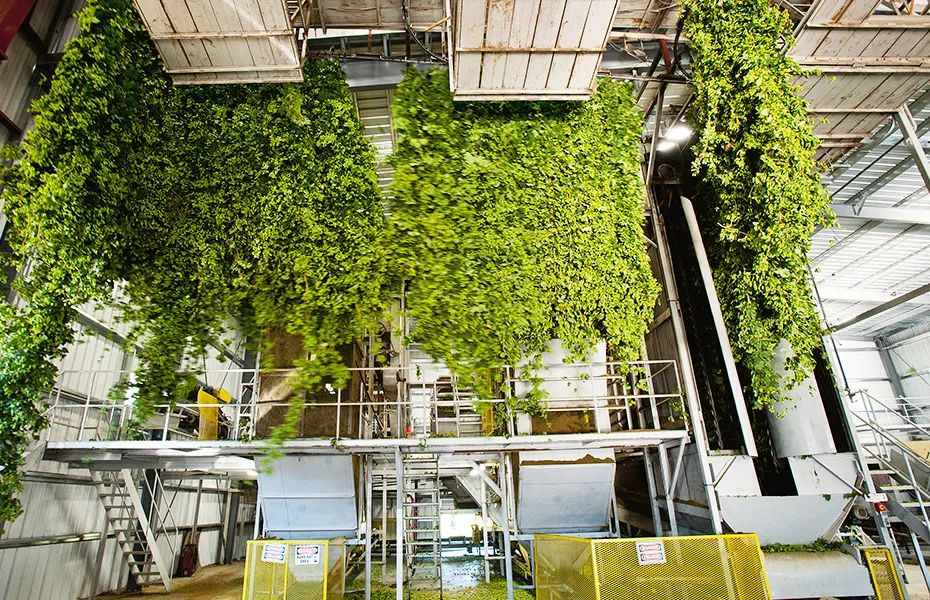 Hopfenverarbeitung bei Ballenbrecherbrauerei' title='Tacos