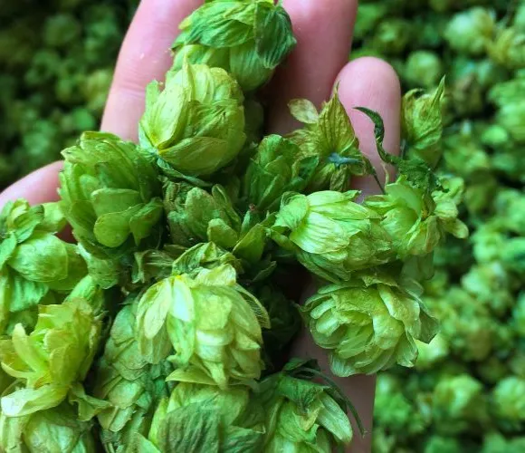 Bison slipper Oakland Hop Harvest Ale