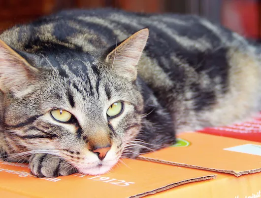 A Philadelphia Brewing Company tiszteleg a Duke The Brewery Cat előtt