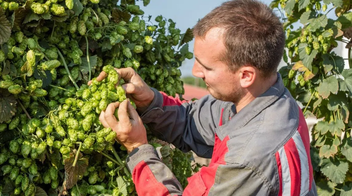 Fransk humle som väntar på att sättas på kartan